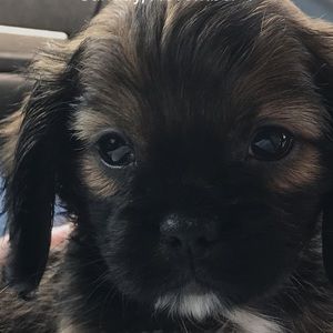 Meet your Posher, Addison